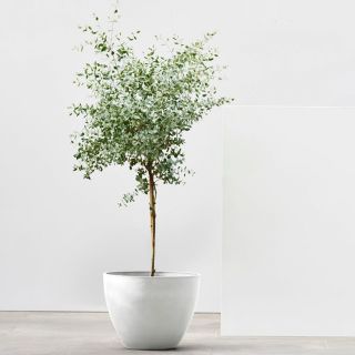 Ecopots-Antwerp-Pure-White-Blumentopf-kleiner-Baum-verschiedene-Größen