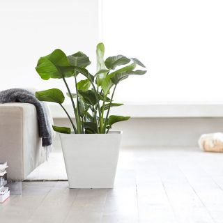 Ecopots-Rotterdam-Pure-White-mit-Pflanze-für-den-Innen-und-Außenbereich-verschiedene-Größen