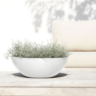 Ecopots-Vienna-Pure-White-Pflanzschale-mit-Pflanze-verschiedene-Größen