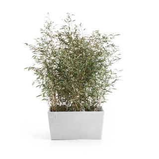 Ecopots-Paris-Pure-White-rechteckiger-Pflanzkübel-mit-Pflanze-verschiedene-Größen