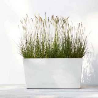 Ecopots-Pflanzgefäß-Garten-mit-Ziergras-Pflanze-Pure-White-100
