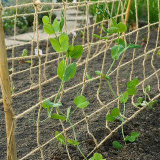 Nature-Jute-Netz-Maschen-12-cm-für-Gemüsegarten-Kletterpflanzen-Gurke-Zucchini-Bohnen